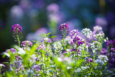 Close-up of purple flowering plants on field