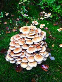 Close-up of mushroom growing on field