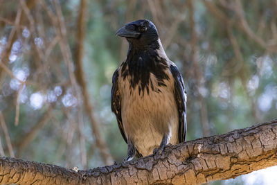 Close-up of bird perching on branch