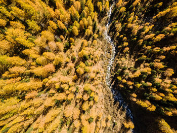 High angle view of trees growing in forest during autumn