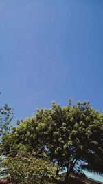 Low angle view of trees against clear sky