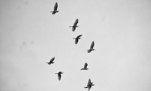 Low angle view of birds flying