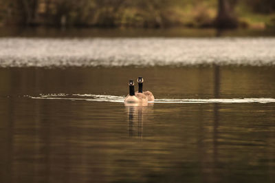 Two ducks swimming on lake