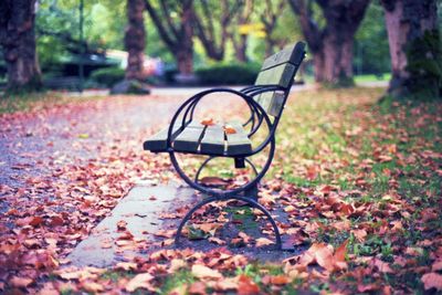 Empty park bench in park