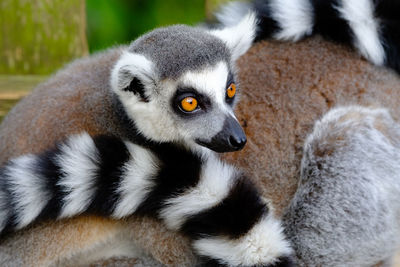 Close-up of lemur sitting outdoors