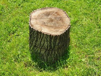 View of tree stump on field