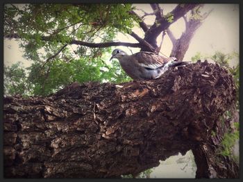 View of tree trunk