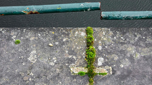 High angle view of plants growing on street