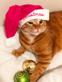 Beloved santa cat 