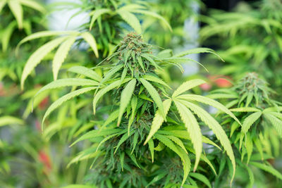 Close-up of fresh green plant