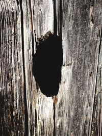 Full frame shot of tree trunk