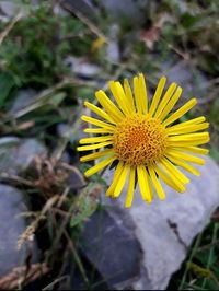 flowering plant