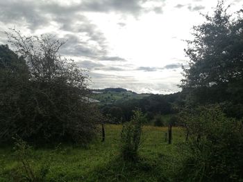 Trees on field against sky