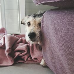 Portrait of dog relaxing on sofa at home