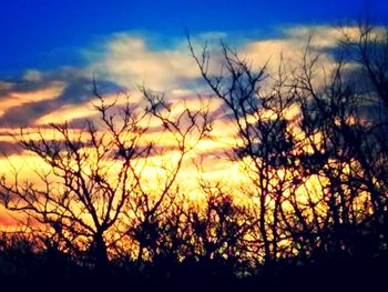 Silhouette of bare trees at sunset