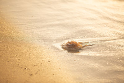 High angle view of crab on beach