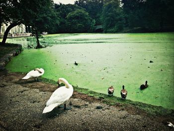 Birds in calm water