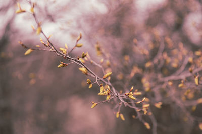 Close-up of cherry blossoms in spring