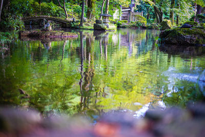 Reflection of trees in lake