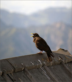 Bird perching on wood against sky