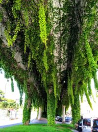 View of tree trunk