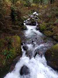 Stream flowing through rocks in forest