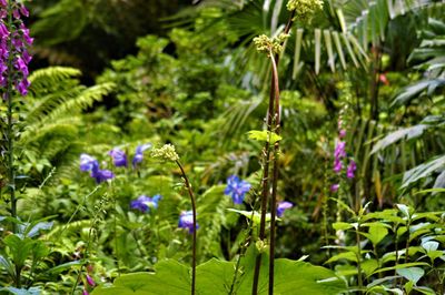 View of plants