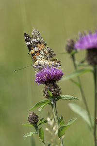 Close-up of butterfly pollinating on flower