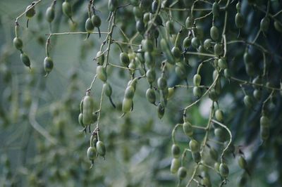 Close-up of plant growing outdoors