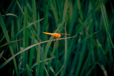 Close-up of insect on flower