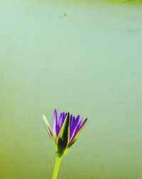 Close-up of purple lotus water lily