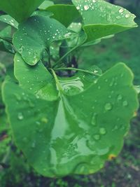 Close-up of raindrops on leaf