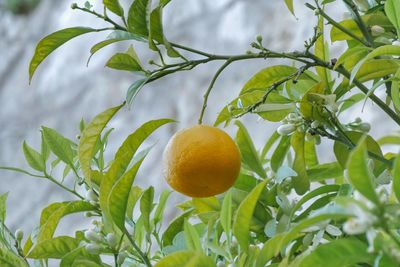 Low angle view of lemon growing on tree