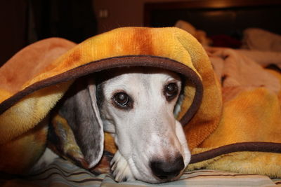 Close-up portrait of a dog