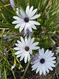 High angle view of white flowering plants on field