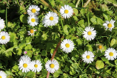 Close-up of white daisy flowers