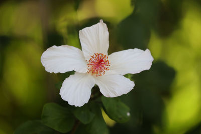 Close-up of white flowering plant