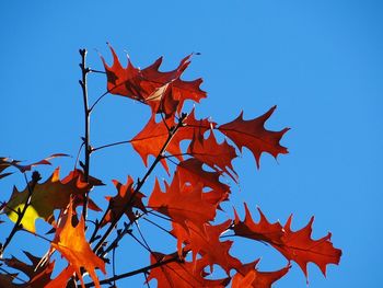 Low angle view of maple tree against sky