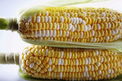 Close up of fresh sweet corn