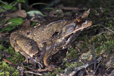 High angle view of lizard on land