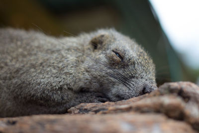 Close-up of squirrel sleeping