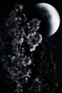 Low angle view of tree against sky at night