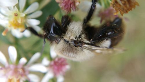 Close-up of bee on flower