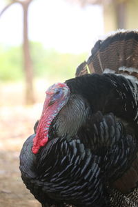 Close-up of a bird