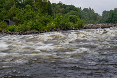 Scenic view of river flowing in forest