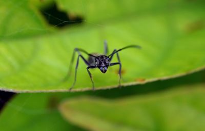 Close-up of black capenter ant on leaf