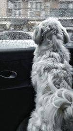 Close-up of dog in car