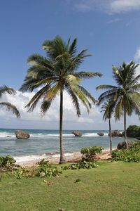 Coconut palm trees at beach against sky