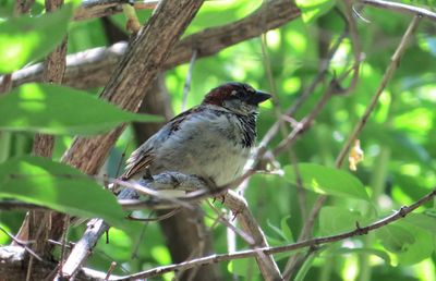 Bird perching on branch