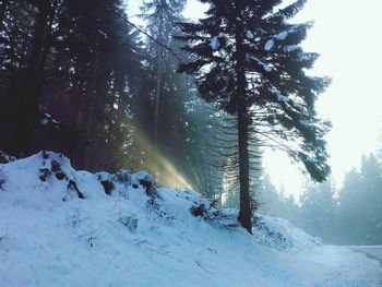 Snow covered trees in forest